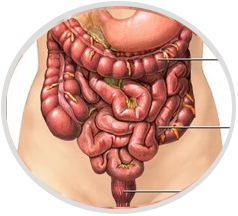 Gallbladder